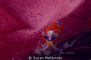 Dragon in the sea of egg, Pteraeolidia ianthina by Suzan Meldonian 